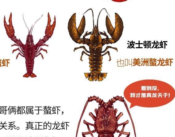 小龙虾解剖构造图，看完你就不会乱吃了