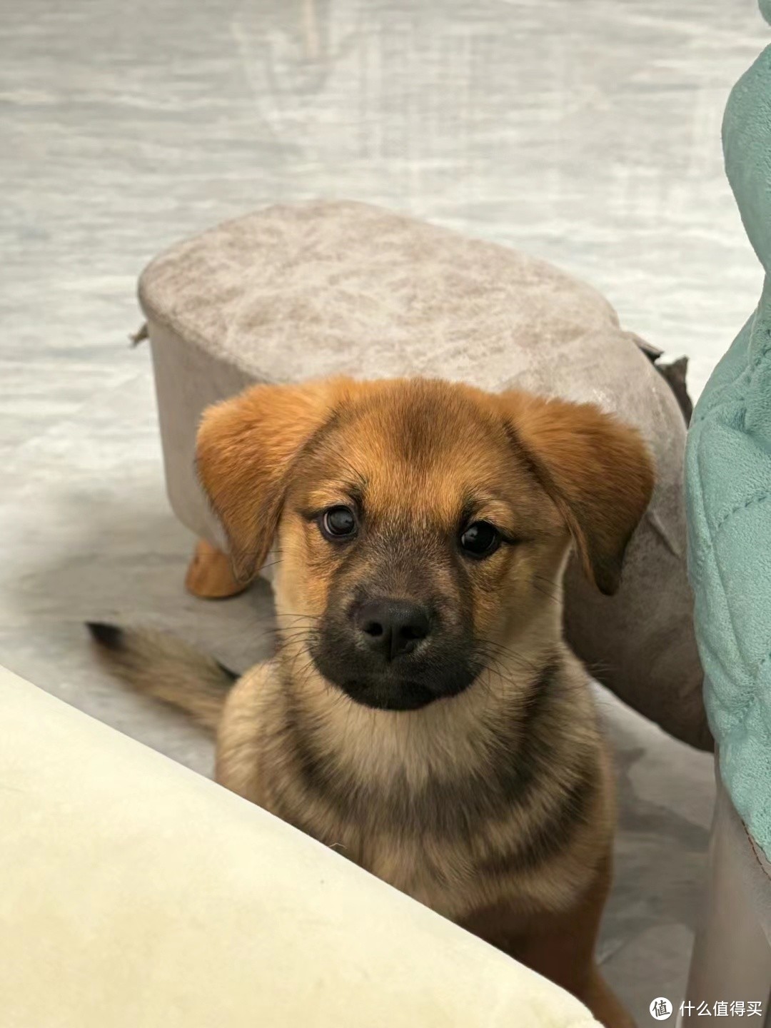 养狗费用,买狗最便宜,哈哈哈。